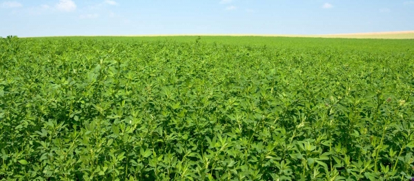 Una empresa murciana abre las puertas de Iran a la alfalfa